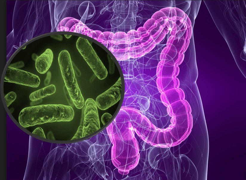 La microbiota intestinal, agente causal de obesidad, enfermedades cardiovasculares y neurodegenerativas