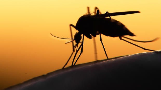 Biomarcadores ayudarían a predecir defectos congénitos asociados al virus Zika