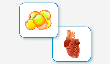Obesidad y aterosclerosis: Fisiopatología e impacto cardiovascular