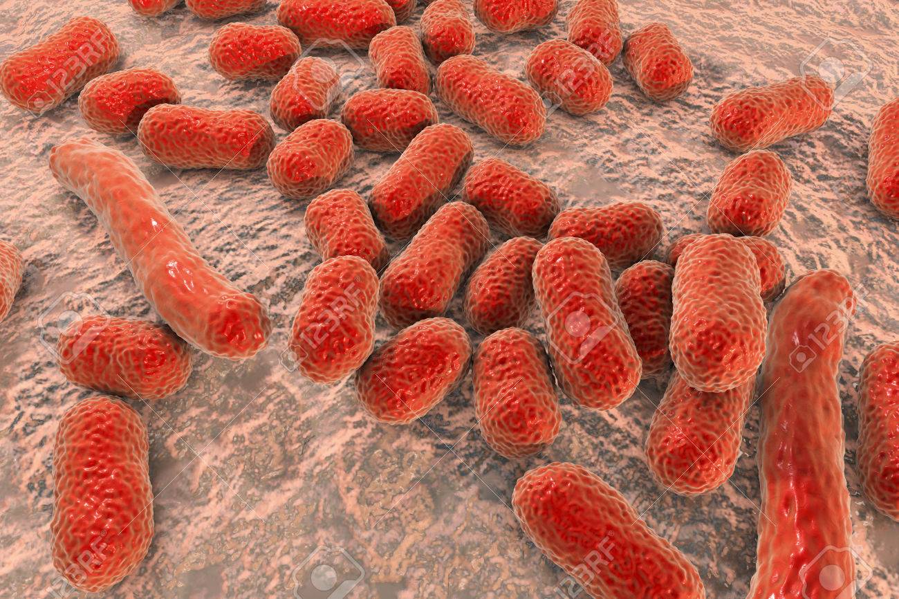 Caracterización de cepas de Acinetobacter spp. resistentes a múltiples fármacos aisladas de unidades de cuidados intensivos en Cali - Colombia