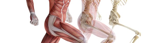 Exitosa estrategia para facilitar la regeneración del músculo después de una lesión