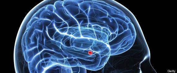 Estudio arroja nueva luz sobre la amígdala cerebral