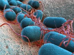 Investigan sobre el papel aniquilador de bacterias depredadoras antimicrobianas