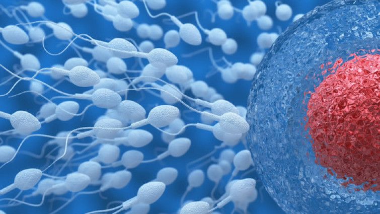 La microbiota del semen podría desempeñar un papel crucial en la fertilidad masculina
