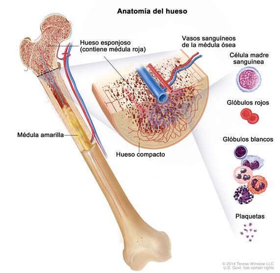 Efecto del tratamiento con denosumab durante 24 meses en individuos con lesión medular reciente con osteoporosis