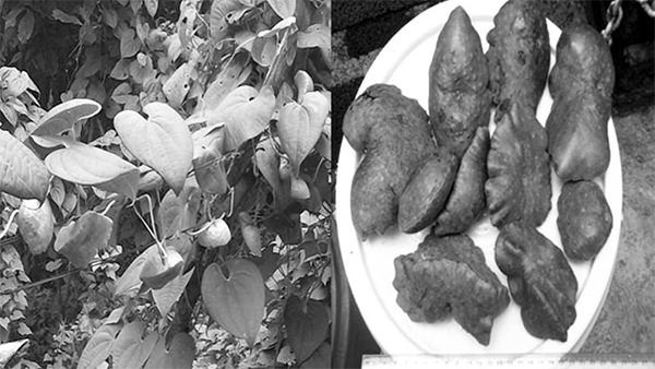 Evaluación nutricional de la papa de aire (Dioscorea bulbifera L.) cultivada en Panamá