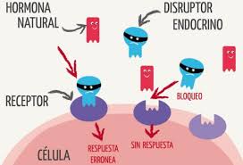 Disruptores endocrinos y enfermedades endocrinológicas en niños y adolescentes