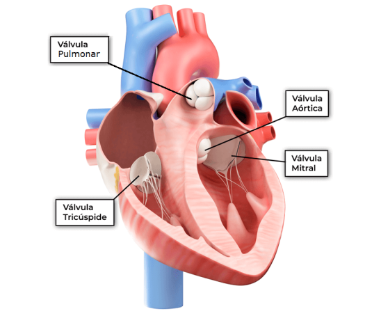 Se realiza con éxito una técnica innovadora de reparación valvular sin cirugía