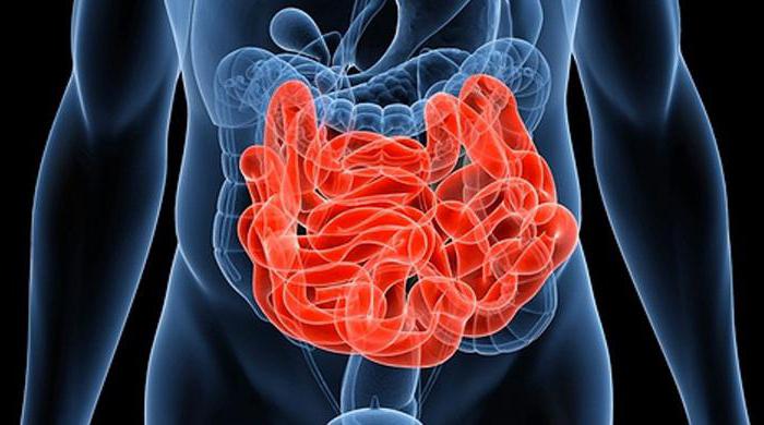 Interposición de segmento peritoneal para la formación de neomucosa intestinal. Estudio experimental