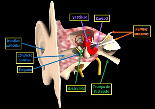 Schwannoma vestibular intra y extracraneal: hallazgo postparo cardiorrespiratorio en paciente con hipoacusia. Reporte de caso